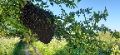 Beekeeping